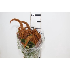 AMARANTHUS DOBRADO 060 CM BRONZE