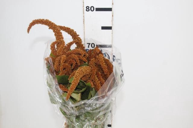 <h4>AMARANTHUS DOBRADO 060 CM BRONZE</h4>