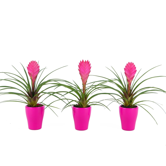 <h4>Tillandsia Cyanea in lila keramiek</h4>