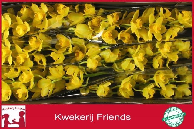 <h4>CYMB T GOLDEN WISH</h4>