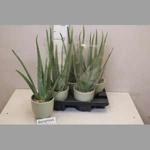 ALOE VERA