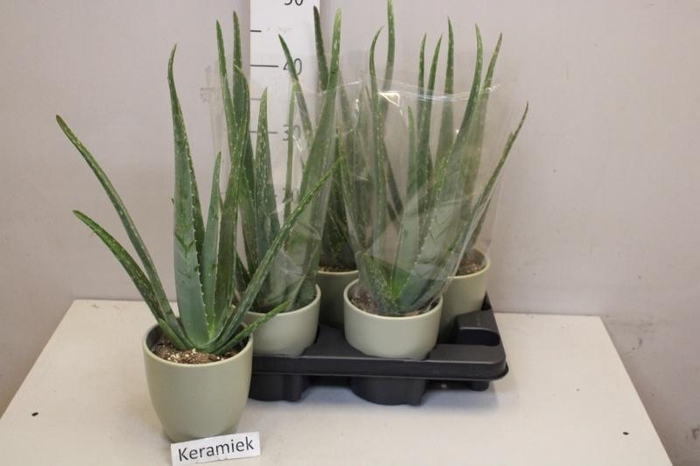 <h4>ALOE VERA</h4>