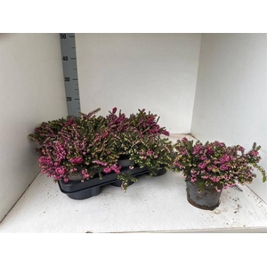 Eric Da Kramers Rote P12