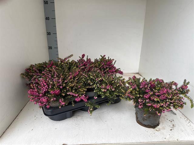 <h4>Eric Da Kramers Rote P12</h4>