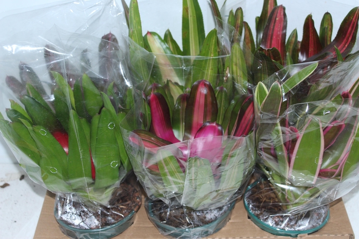<h4>NEOREGELIA VARIADA P14</h4>