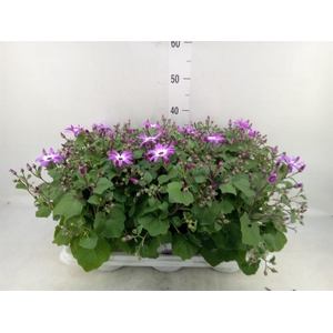 Pericallis cr. 'Senetti Magenta Bi'