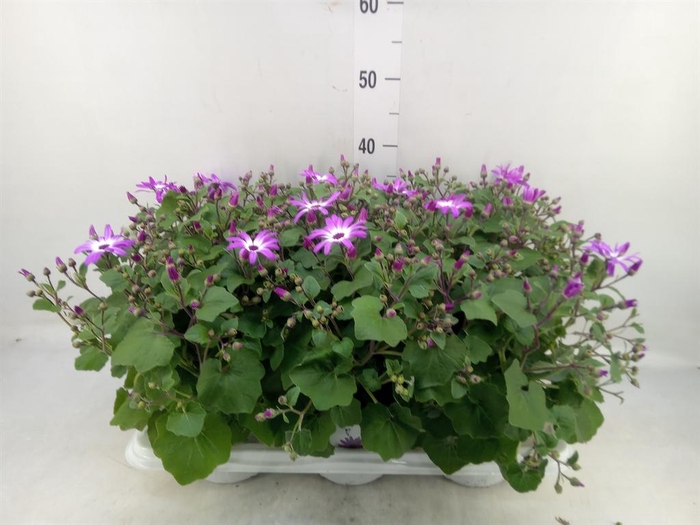 <h4>Pericallis cr. 'Senetti Magenta Bi'</h4>