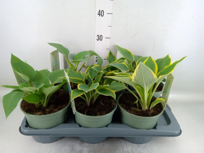 <h4>Hosta   ...</h4>