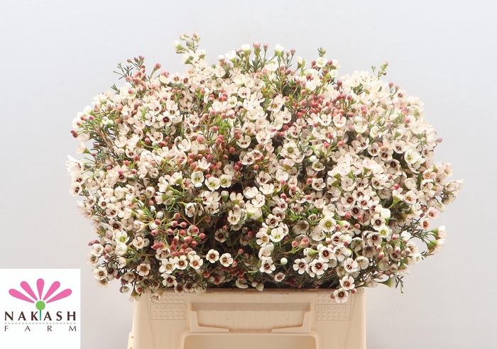 <h4>Cham Un Ella</h4>