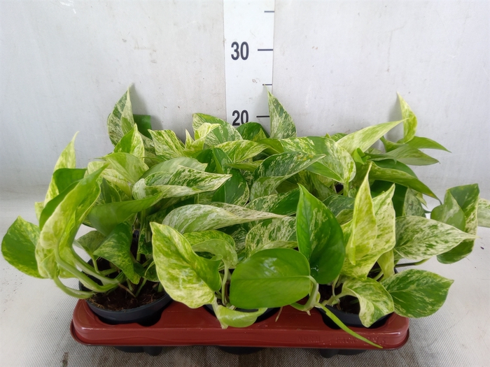 <h4>Epipremnum pinn. 'Marble Queen'</h4>