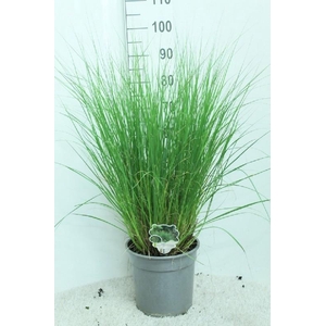 Pennisetum Alopecuroides Hameln