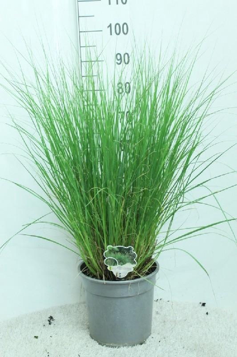 <h4>Pennisetum Alopecuroides Hameln</h4>