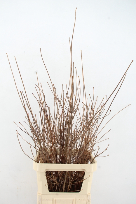 <h4>ENKIANTHUS ROOD 100</h4>