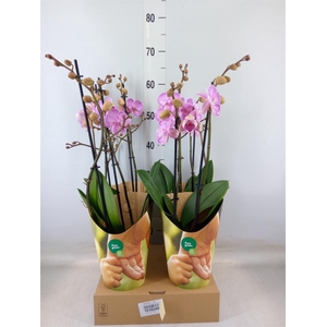 Phalaenopsis   ...rose