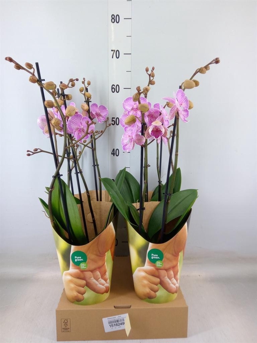 <h4>Phalaenopsis   ...rose</h4>