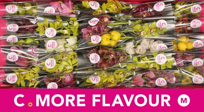 <h4>Mini cymbidium 'Mix 30' cm</h4>