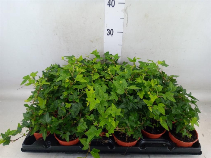 <h4>Hedera helix</h4>