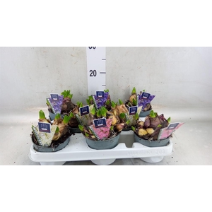 Hyacinthus orie. 'Multifl' ..mix 4