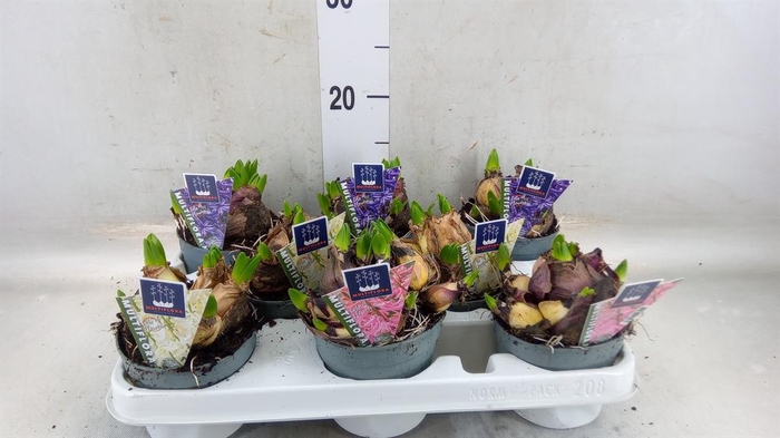 <h4>Hyacinthus orie. 'Multifl' ..mix 4</h4>