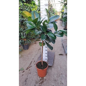 Robusta stam 150