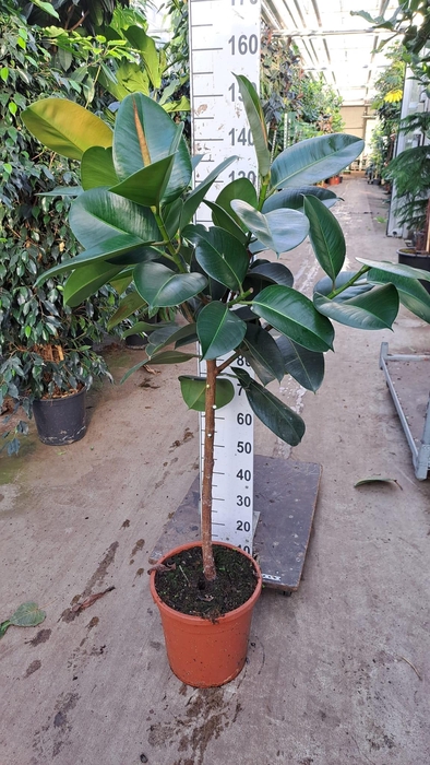 <h4>Robusta stam 150</h4>