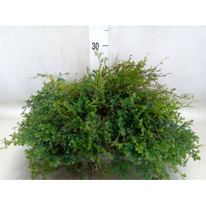 Selaginella uncinata 'Peacock'