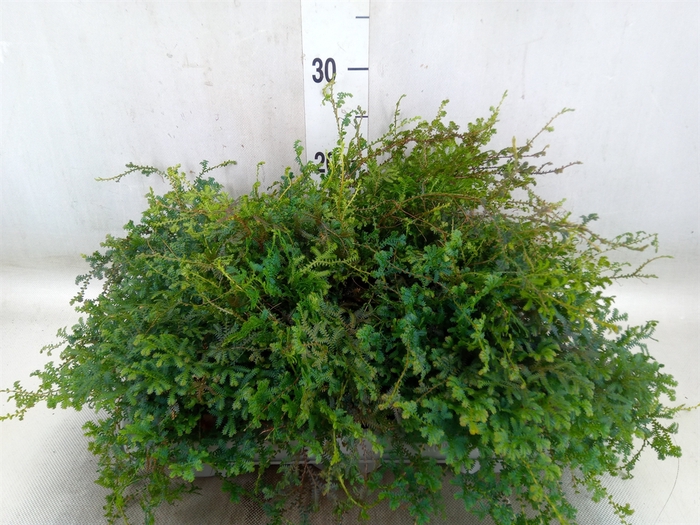 <h4>Selaginella uncinata 'Peacock'</h4>