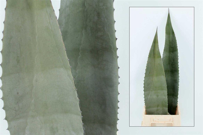 <h4>Agave americana</h4>