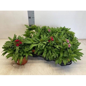 DIANTHUS BARBATUS MIX P14