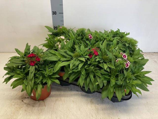 <h4>DIANTHUS BARBATUS MIX P14</h4>