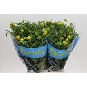 Ranunculus Butterfly Minerva