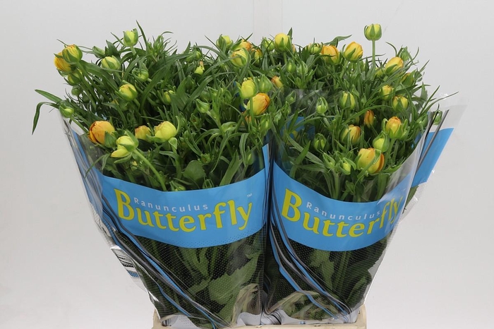 <h4>Ranunculus Butterfly Minerva</h4>