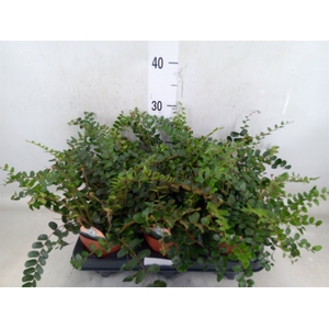 Pellaea rotundifolia