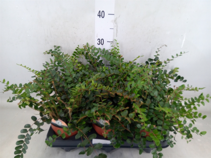 <h4>Pellaea rotundifolia</h4>