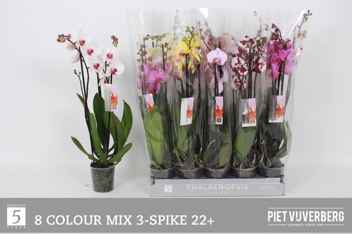 <h4>PHAL GEM 8 KL</h4>