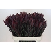 Leucadendron Saf Sunset Dark R.