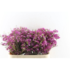 Chamelaucium Purple Rain