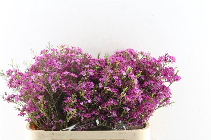 <h4>Chamelaucium Purple Rain</h4>