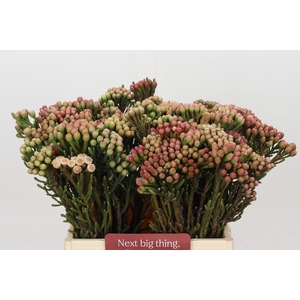 Kaaps Groen Red Brunia Small