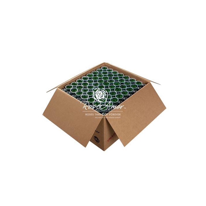 <h4>Xl Bulk Gre02</h4>