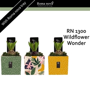 1300 - Wildflower Wonder (Hyacint)