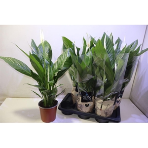 arr8 Spath Bingo Cupido