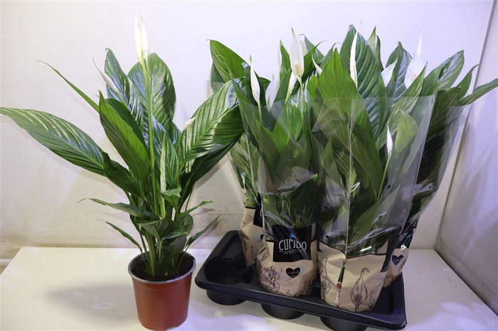 <h4>arr8 Spath Bingo Cupido</h4>