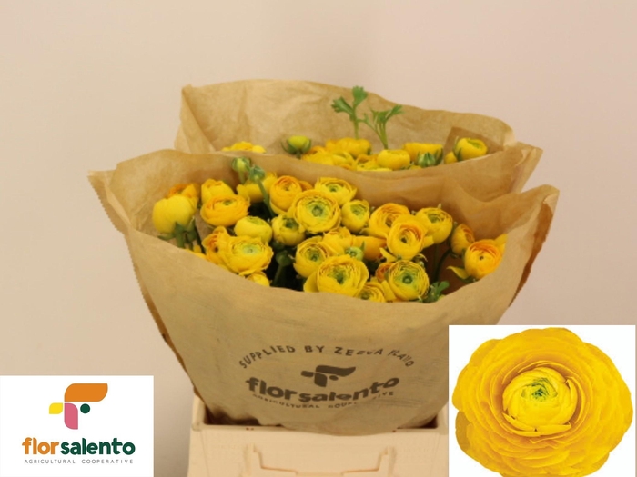 <h4>RAN EL YELLOW</h4>