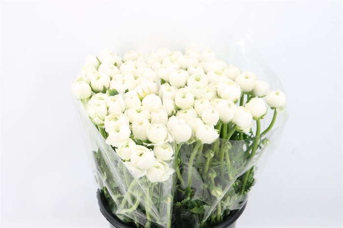 <h4>Ran Elegance White</h4>