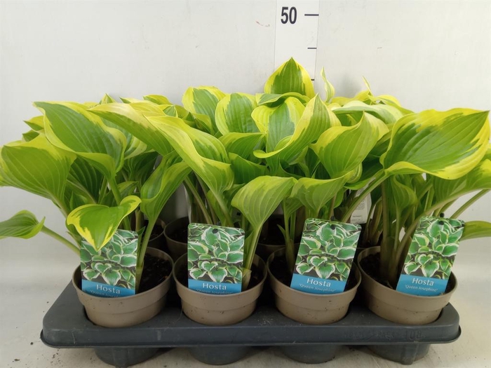 <h4>Hosta   ...</h4>