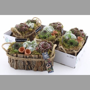 ARR SEMPERVIVUM