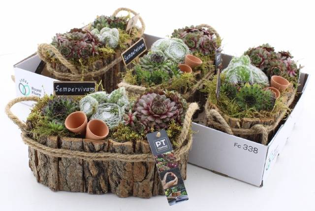 <h4>ARR SEMPERVIVUM</h4>