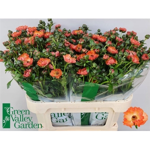 Ran Co Mag Salmousse