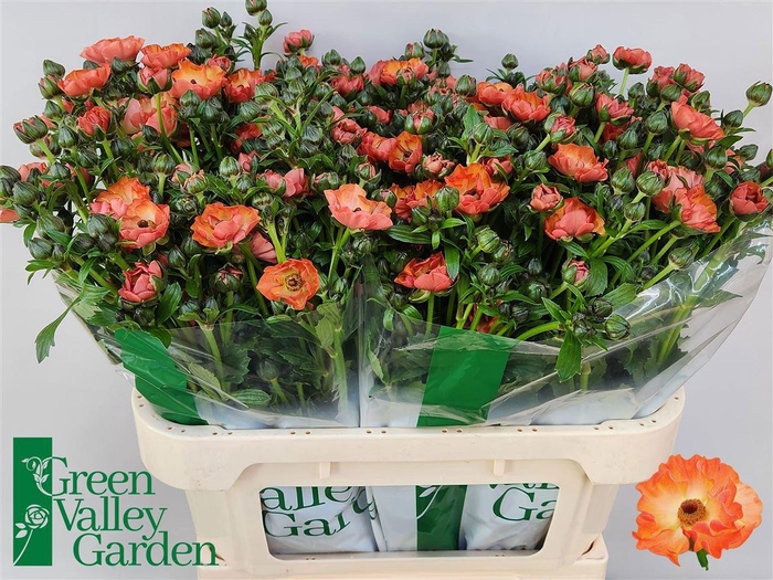 <h4>Ran Co Magical Salmousse</h4>